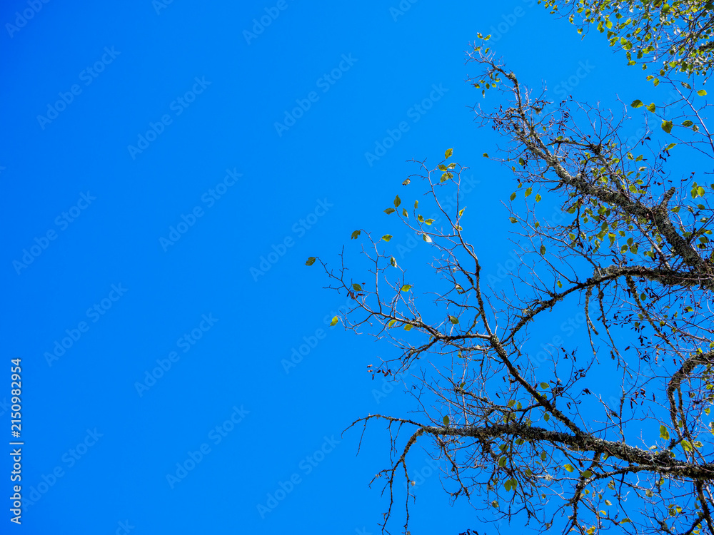 Obraz premium Deciduous Tree Branches Against Clear Blue Sky Copy Space
