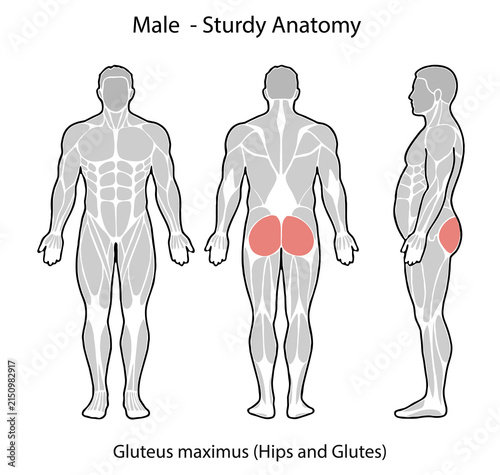 Male anatomy illustration highlighting gluteus maximus