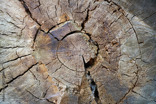 Weathered tree stump cross section with deep cracks and growth rings