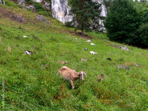 Принти на полотні A mixed herd of domestic goats Capra aegagrus hircus grazes across a steep grassy hillside below pale limestone formations and Scots pine Pinus sylvestris