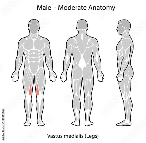 Male anatomy illustrating vastus medialis leg muscle
