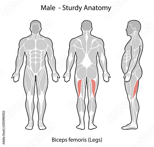Male anatomy showing biceps femoris hamstring muscle