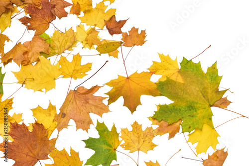 Fallen autumn leaves. Maple leaves in yellow, orange, and red. There is space for text.