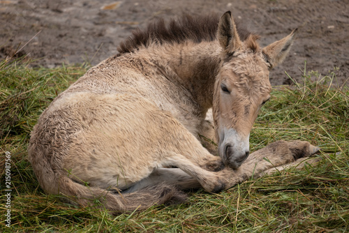 фотографія Przewalski Horse Foal