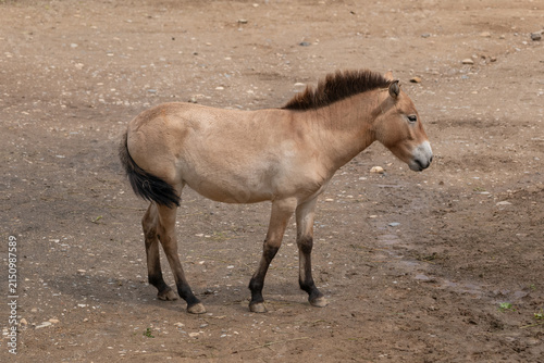 Przewalski Horse Equus caballus przewalskii