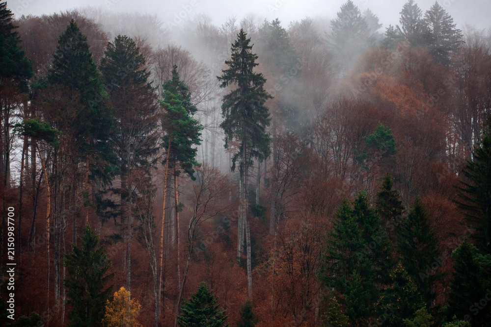 Fototapeta premium Beautiful mountain landscape in fall with colorful trees and white fog , aerial view. Misty forest