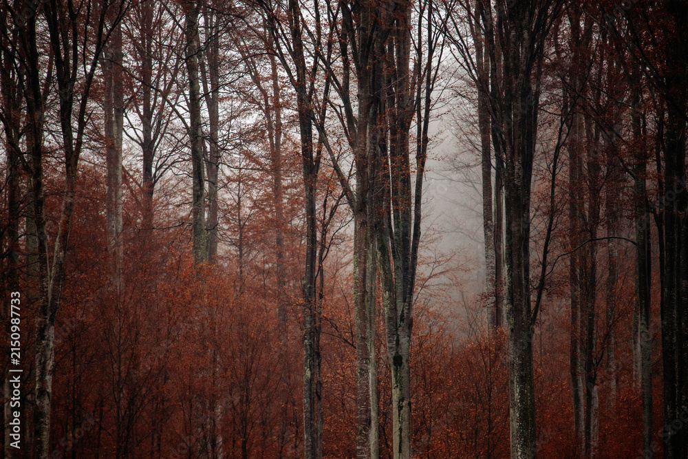 Fototapeta premium Beautiful mountain landscape in fall with colorful trees and white fog , aerial view. Misty forest