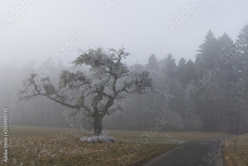 Frosty old apple tree standing in a foggy winter landscape