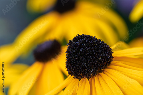 close-up of a black-eyed susan flower in a bright and cheerful outdoor garden setting with vivid yellow petals and stamen, focusing on the center