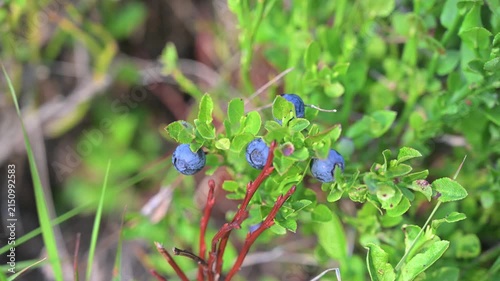 Wild bilberries closeup growing on a mountain. Close-up of fresh purple bilberries.