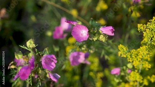 Musk mallow mountain flower blooming in a field.
