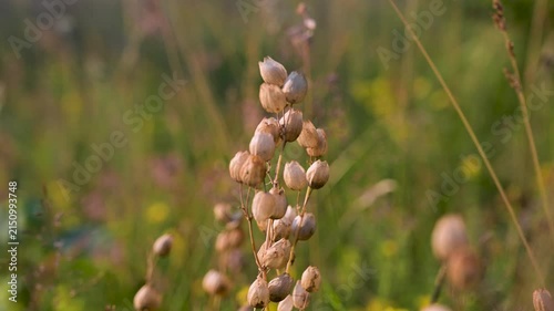 Yellow rattle mountain flower blooming in a green grass field. Wild Rhinanthus minor flowers growing in a sunny summer meadow.