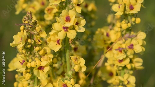 Verbascum mountain flower blooming in a green grass field. Wild mullein flowers growing in a sunny meadow.