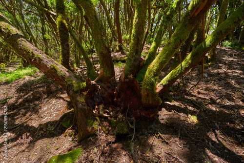 Foto Coppiced stump in the laurel forest