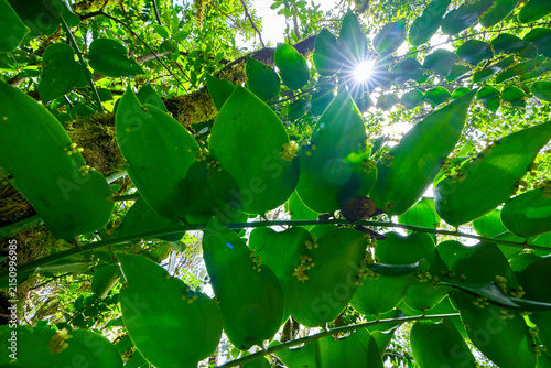 Obraz na plátně Sunburst through butcher's broom foliage