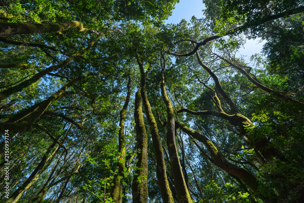 Fototapeta premium Canopy of the laurel forest