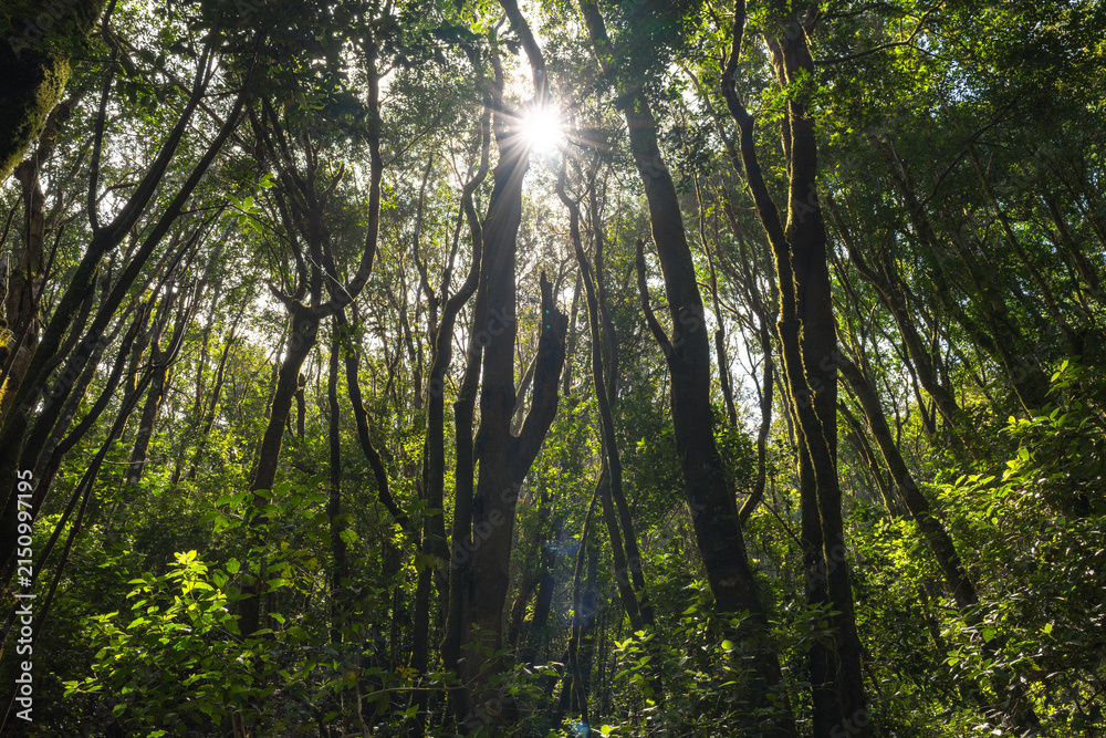 Fototapeta premium Sunburst through the laurel forest