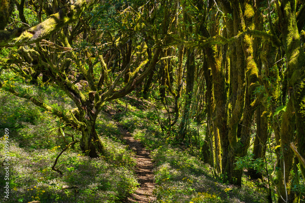 Fototapeta premium Trail through mossy laurel forest