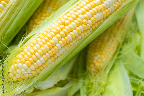 A close-up of freshly picked corn cobs with golden kernels partially wrapped in green husk