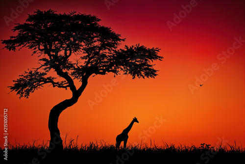 Silhouette of giraffe standing near acacia tree in savanna at sunset. African safari landscape with orange sky.