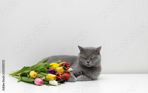 British cat with colorful tulips on a white table. Cute grey cat with flowers on white background.