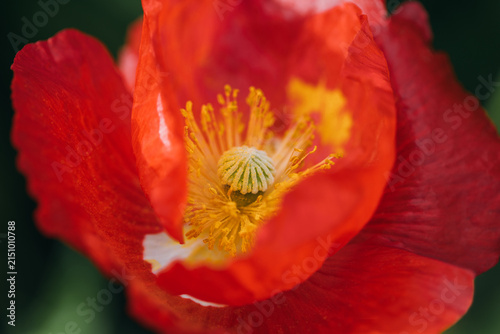 Blooming red poppy closeup. Vibrant red poppy flower in natural outdoor with stamen. Floral still life, macro.