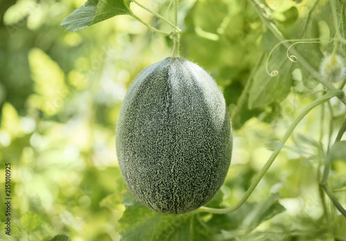 Green melon on green background. .Growing green melons in organic greenhouse. Organic gardening concept.