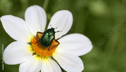 Green rose chafer or Cetonia aurata is ready to fly close up. Funny beetle with raised leg on a white dahlia. Beautiful background with a flying emerald beetle. Macro, copy space.