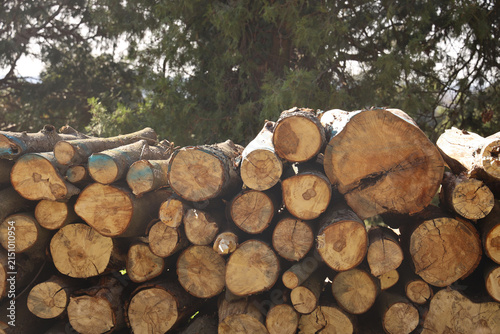 Foto pile of wood made from sawn-off tree trunks pile of wooden logs, big trunks of tall trees cut and stacked