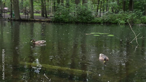 Real-time 12s static shot of wild ducks feeding on a rainy forest river. Ideal background for nature documentaries, relaxation, and wildlife projects.