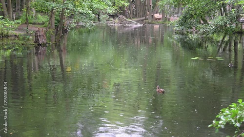 Static 4K video of wild ducks swimming in a forest river during rain and catching insects. Perfect for nature, wildlife, and eco commercial concepts.