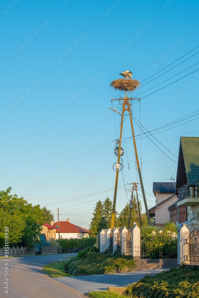 Obraz premium White storks stand in a stork nest on a power line pole under blue sky