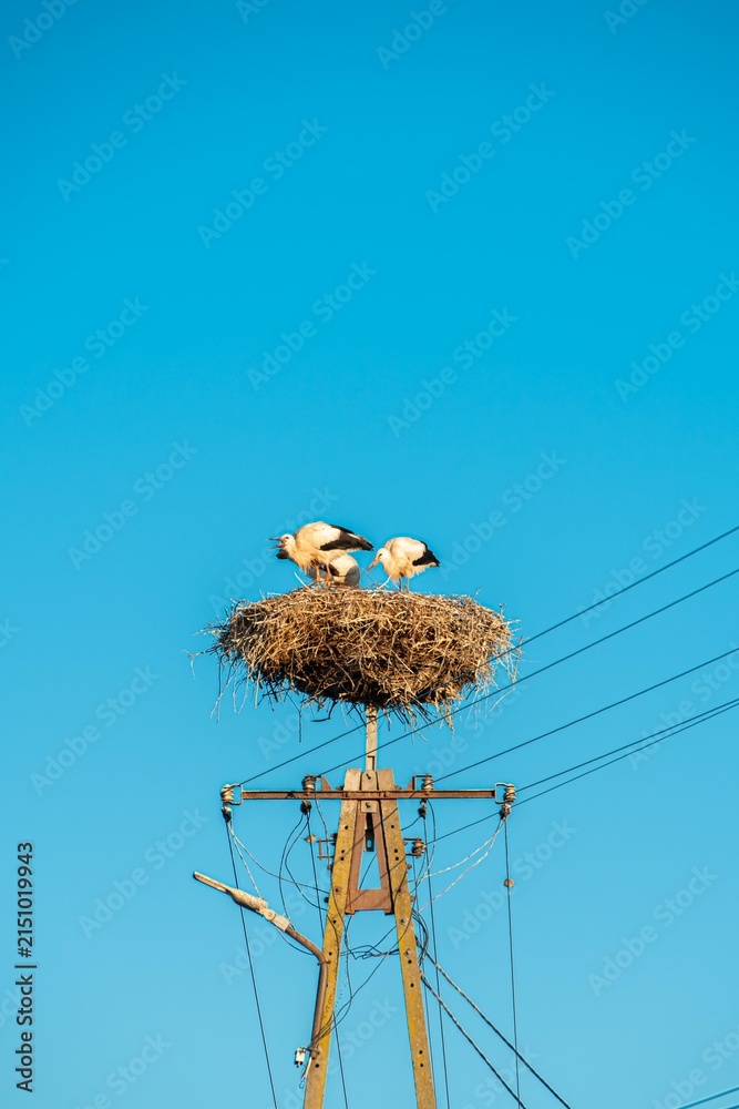 Obraz premium White storks stand in a stork nest on a power line pole under blue sky