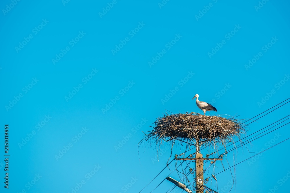 Obraz premium White storks stand in a stork nest on a power line pole under blue sky