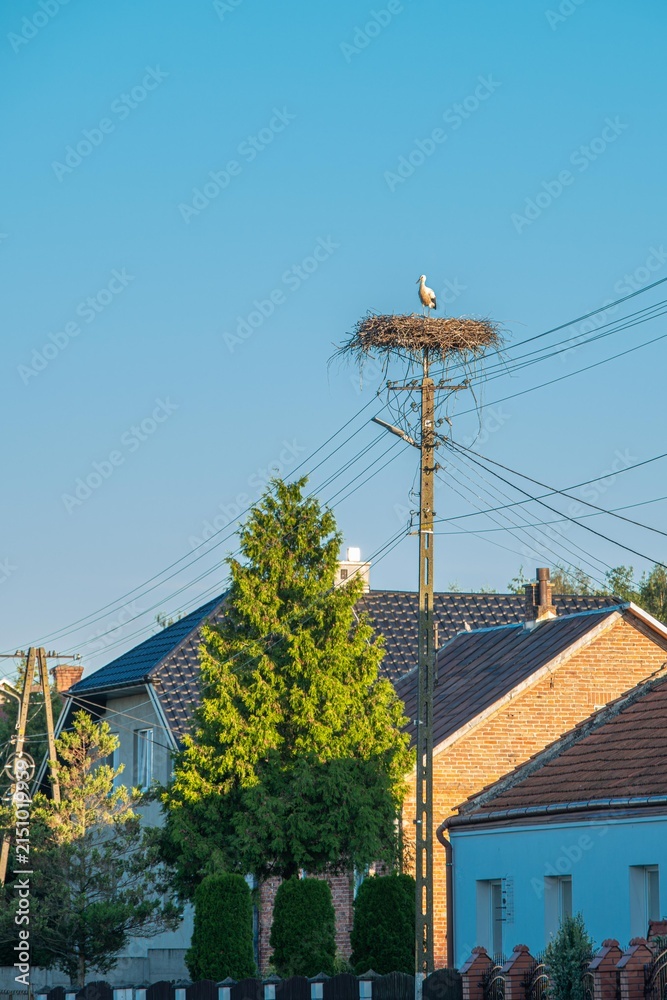 Obraz premium White storks stand in a stork nest on a power line pole under blue sky