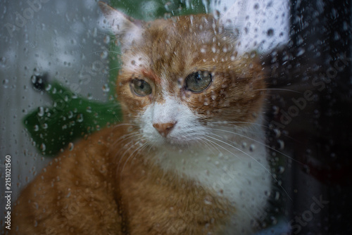 Obraz na płótnie Ginger Cat Close-Up Portrait Behind Rainy Window
