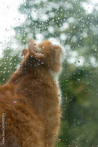 Cat Silhouette Behind Rainy Window Looking Up