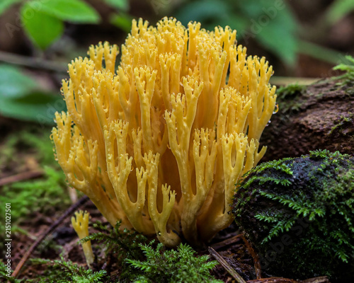 Yellow Ramaria coral mushroom cluster on mossy forest floor, dew on branching tips, small mossy log, woodland fungi subject.