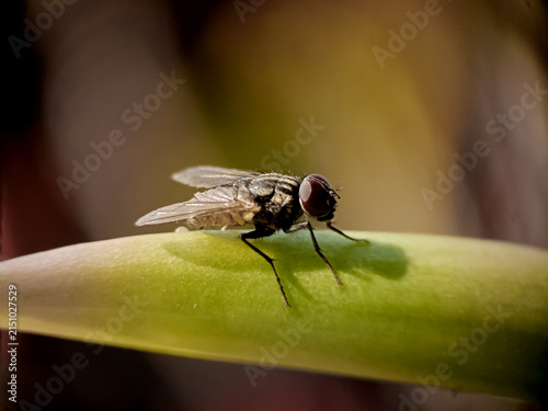Cuadro en lienzo Macro shot of a housefly resting on a green leaf.