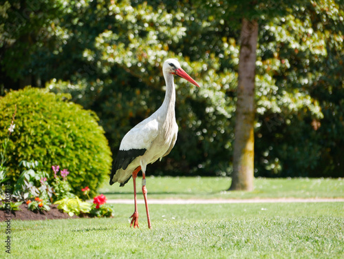Foto Wild white stork walking through a flower garden in Orangerie park in Strasbourg, Alsace, France