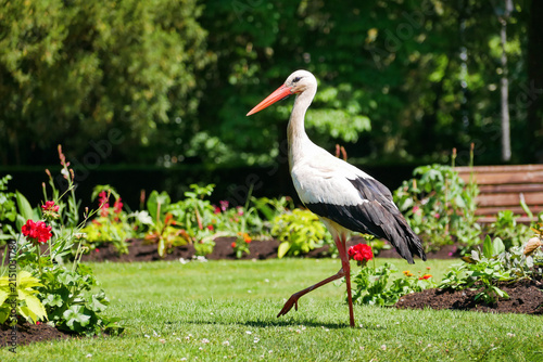 Bild auf Leinwand Wild white stork walking through a flower garden in Orangerie park in Strasbourg, Alsace, France