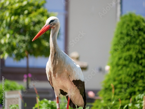 Fotografie Wild white stork walking through a flower garden in Orangerie park in Strasbourg, Alsace, France