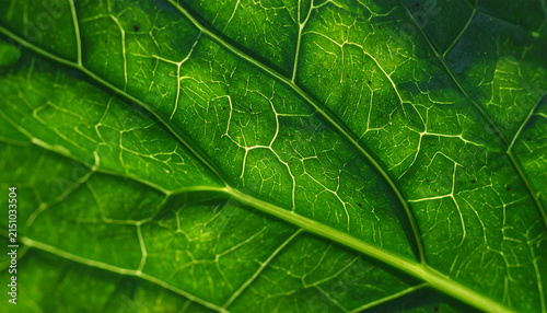 Close Up Green Leaf Vein Texture