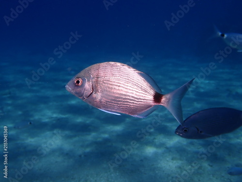 underwater fish scenery from mediterranean  sea breams ocean scenery underwater landscape seabreams  Diplodus sargus