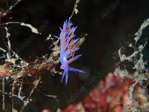nudibranch underwater on a hydra colony with its eggs flabellina