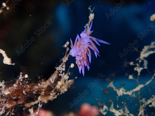 nudibranch underwater on a hydra colony with its eggs flabellina