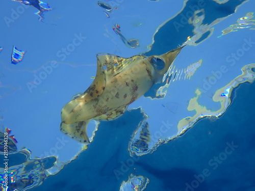 Photography calamar underwater close up cuttlefish big eye sepioteuthis loligo vulgaris