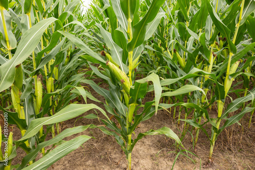 A Corn Field Closeup In Summer