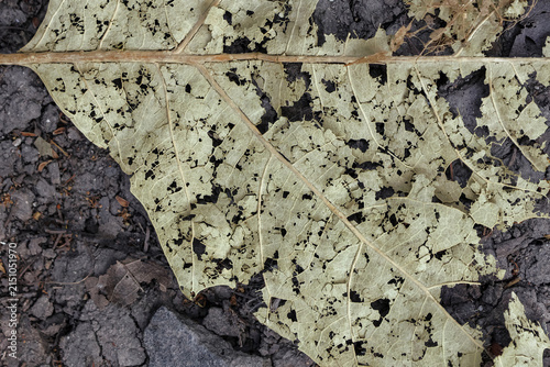 A damaged leaf on the forest floor closeup macro crushed underfoot