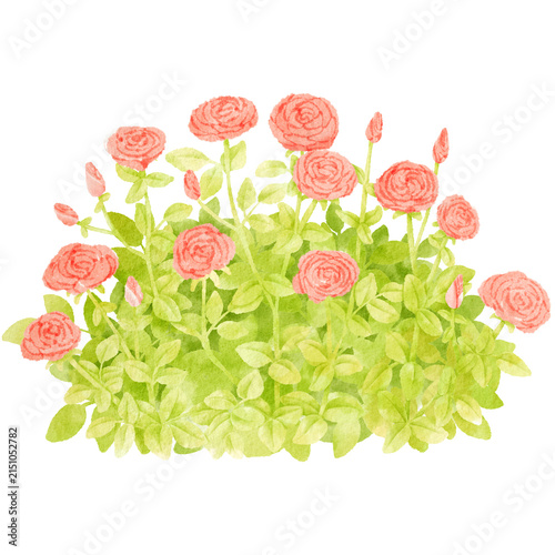 rose bush watercolor